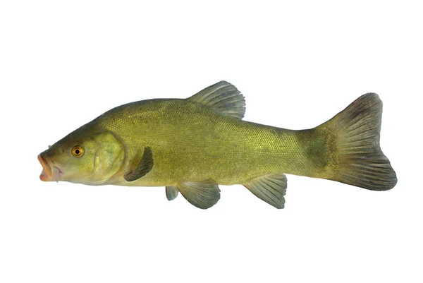 Isolated fish tench — Stock Photo, Image