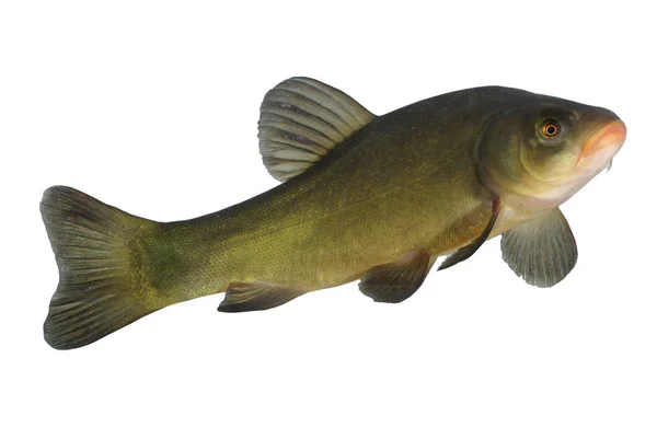 Isolated fish tench — Stock Photo, Image