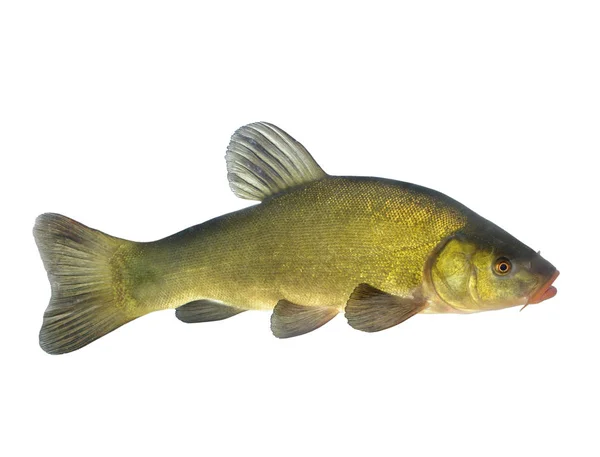 고립 된 물고기 tench — 스톡 사진