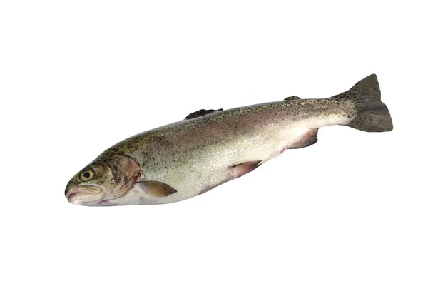 Fresh rainbow trout — Stock Photo, Image