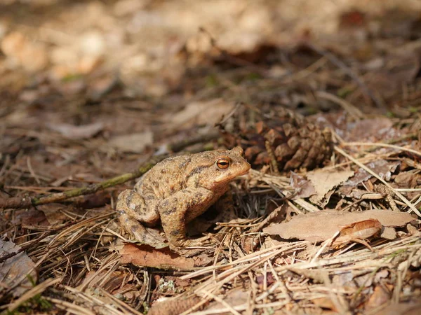 Sitting brown toad — Stock Photo, Image