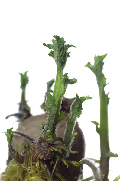 Batata germinante isolada — Fotografia de Stock