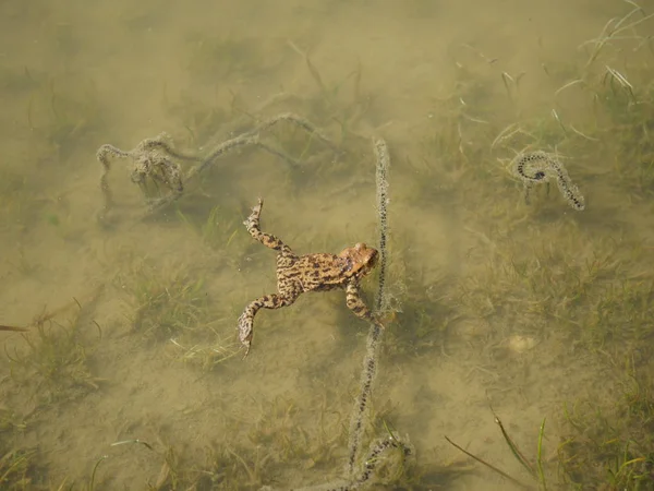 Коричневая жаба в воде — стоковое фото