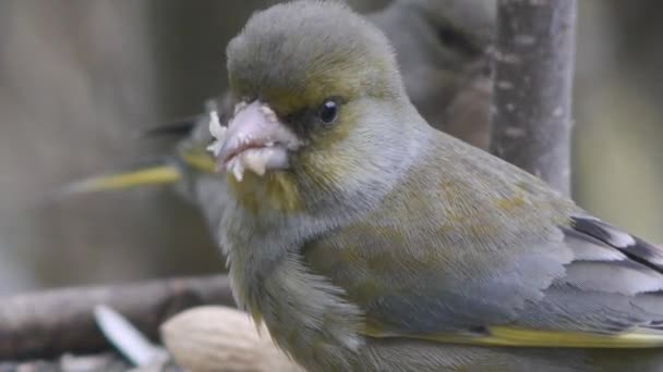 Άγριο πτηνό siskin — Αρχείο Βίντεο