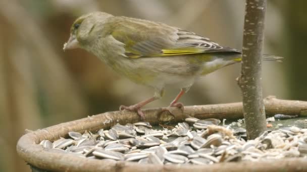 Дика птиця siskin — стокове відео