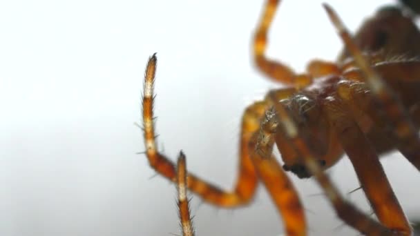 Beyaz Arka Plan Üzerinde Çapraz Örümcek — Stok video