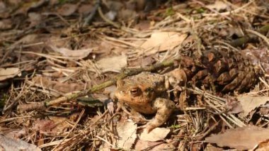 Kurbağa amplexus ormandaki