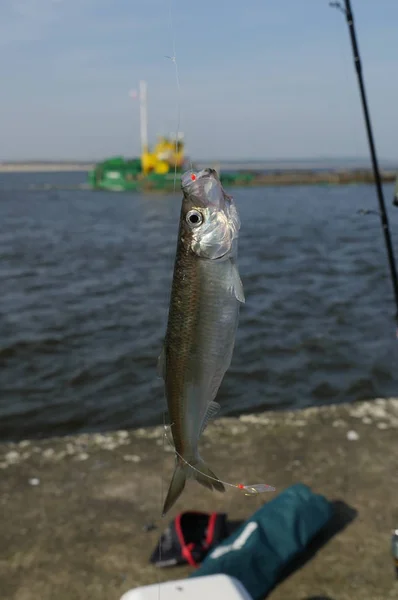 Pesce aringa vivo — Foto Stock