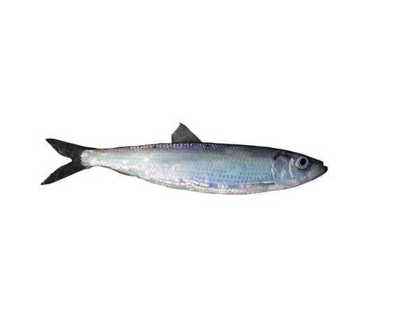生きているニシン魚 — ストック写真