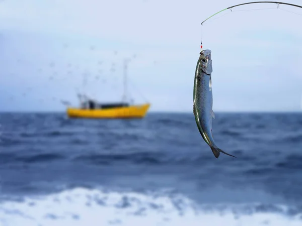 Alive herring fish — Stock Photo, Image