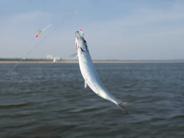 Alive herring fish — Stock Photo, Image