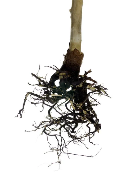Suché kořeny stromů — Stock fotografie