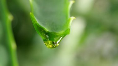 Aloe yaprak ile damla