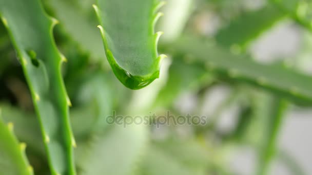 Hoja de aloe con gotas — Vídeos de Stock