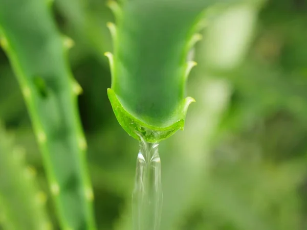 Aloe with dripping clear juice — Stock Photo, Image