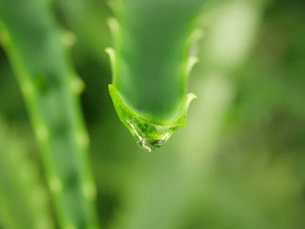 Aloe with dripping clear juice — Stock Photo, Image