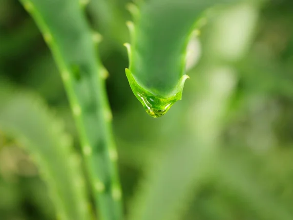 Aloe con gocciolamento succo chiaro — Foto Stock