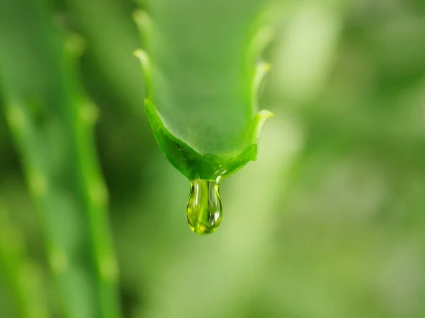 Aloe with dripping clear juice — Stock Photo, Image