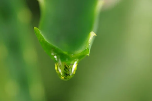 Aloe with dripping clear juice — Stock Photo, Image