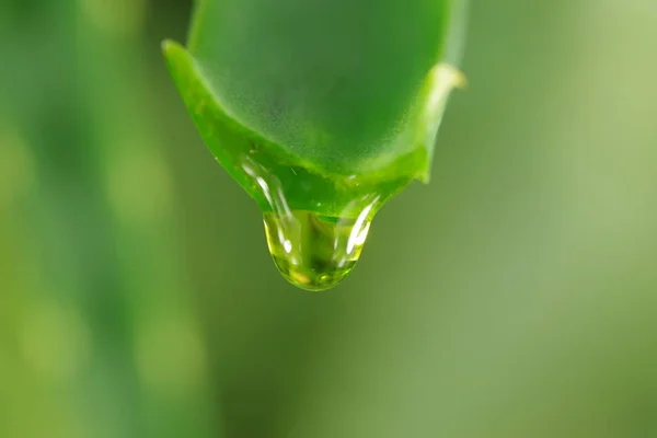 Aloe with dripping clear juice — Stock Photo, Image