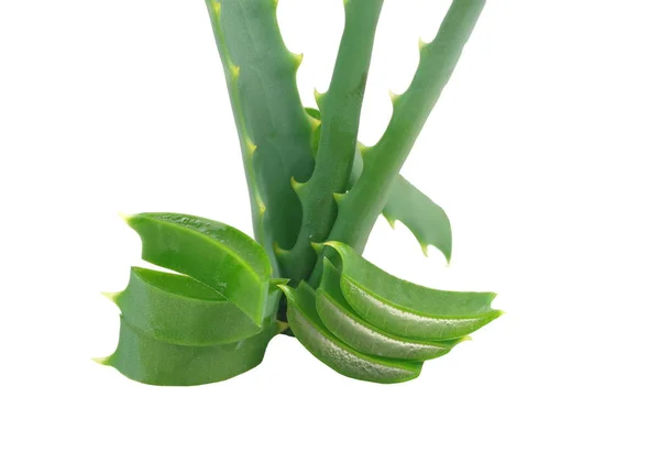 Blätter der Aloe isoliert — Stockfoto