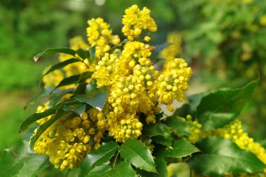 mahonia aquifolium oregon üzümü
