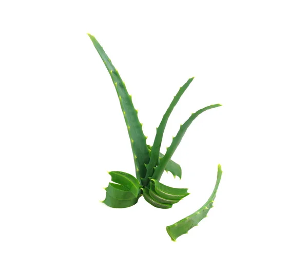 Bladen av aloe isolerade — Stockfoto