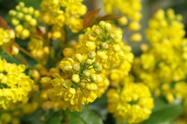 Mahonia aquifolium oregon uva —  Fotos de Stock