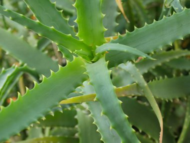 Aloe yaprak ile damla