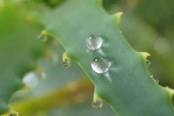 Aloe leaf with drops — Stock Photo, Image