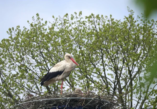 둥지에 큰 황새 — 스톡 사진