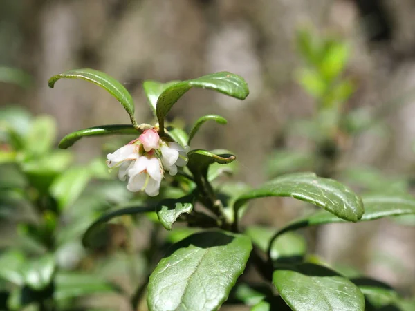 Blume rote Preiselbeere — Stockfoto