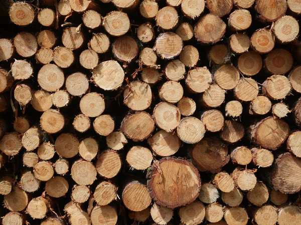 Troncos de pino cortados — Foto de Stock