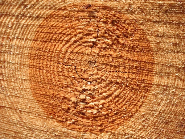 Textura de madera de tronco de árbol cortado —  Fotos de Stock