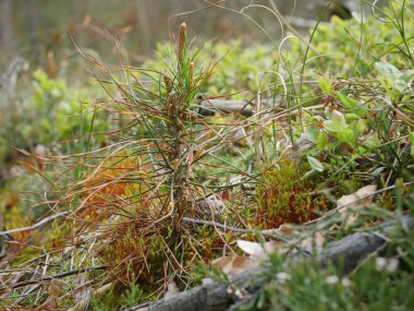 büyüyen küçük çam 