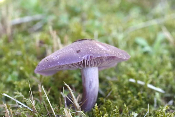 Lepista nuda mushroom — Zdjęcie stockowe