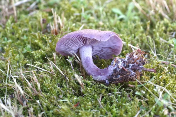 Lepista nuda mushroom — стоковое фото