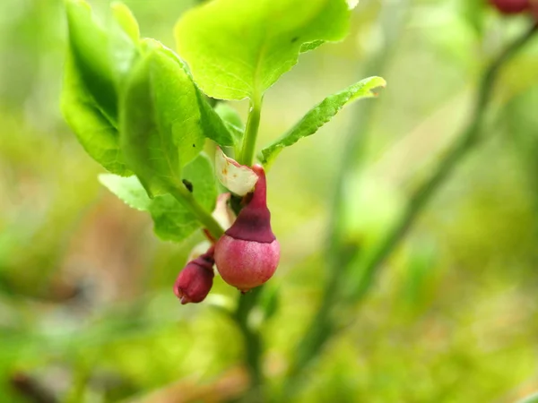 Blaubeere rote Blume — Stockfoto