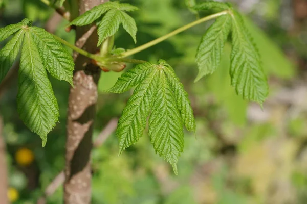 Fresh leaves  chestnut — Stock Photo, Image