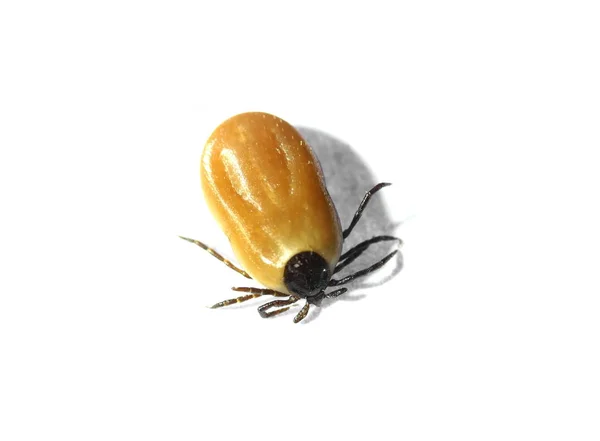 Zecca di insetto Ixodida — Foto Stock