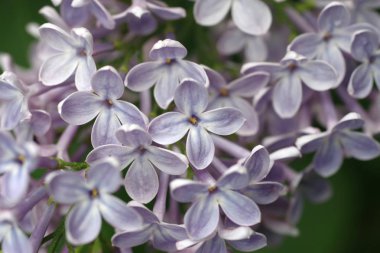 leylak çiçeği sambucus 