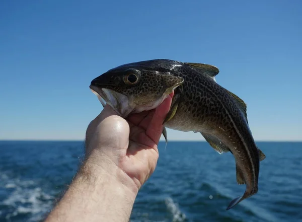 Ikan cod di tangan — Stok Foto