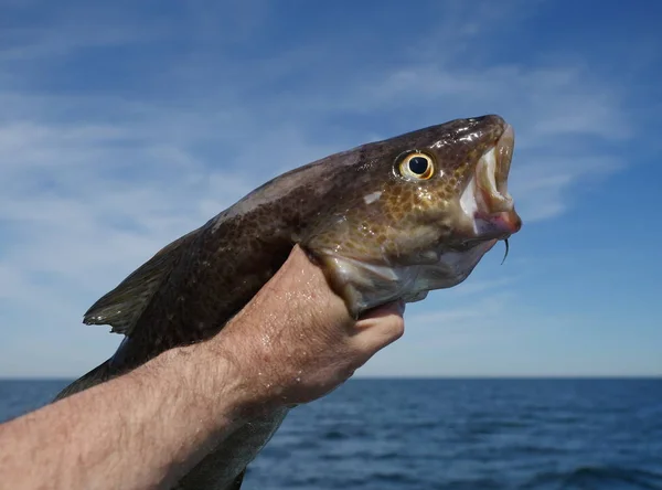 Cod fish in hand — Stock Photo, Image