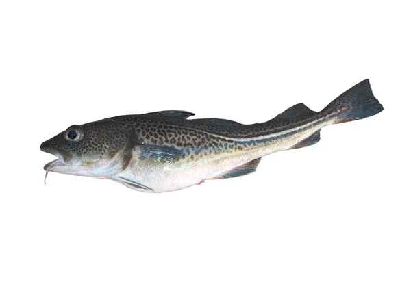 Codfish isolated white — Stock Photo, Image