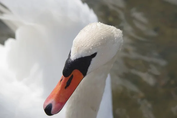 Velká bílá labuť — Stock fotografie