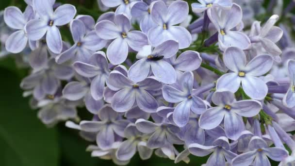 Inflorescência flor lilás — Vídeo de Stock