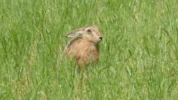 Hare på ängen — Stockvideo