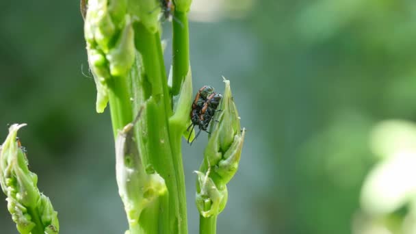 Crioceris asparagi beatle — 图库视频影像