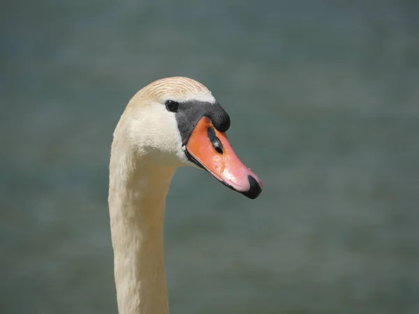 Portret van een zwaan — Stockfoto