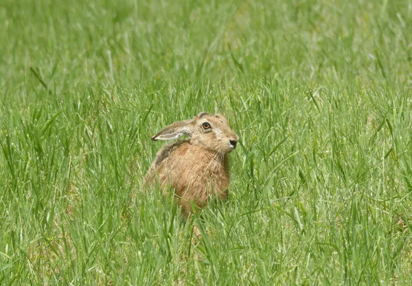 Wild hare on the meadow — Stock Photo, Image